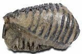 Southern Mammoth Upper M Molar - Hungary #357051-2